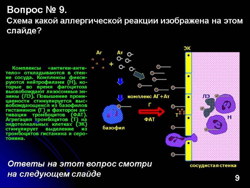 Комплексы «антиген-анти-тело» откладываются в стен-ке сосуда. Комплексы фикси-руются нейтрофилами (Н), ко-торые во время фагоцитоза